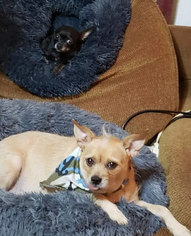Pasadena Veterinary Hospital & Laser Center 12