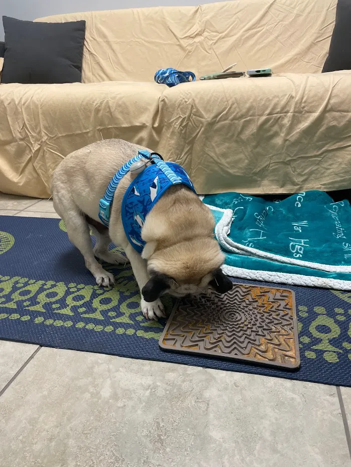Healing Hands for Pets 12