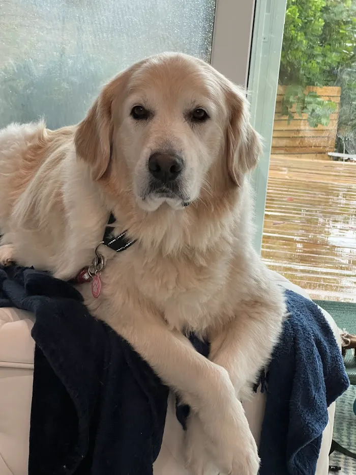 Healing Hands for Pets 12