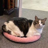 Healing Hands for Pets ico
