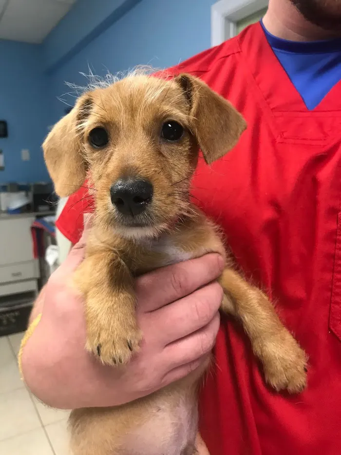 SPOT Spay & Neuter Clinic 1