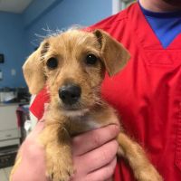SPOT Spay & Neuter Clinic ico