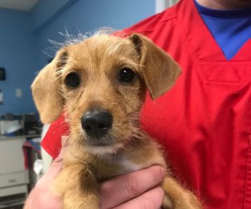 SPOT Spay & Neuter Clinic