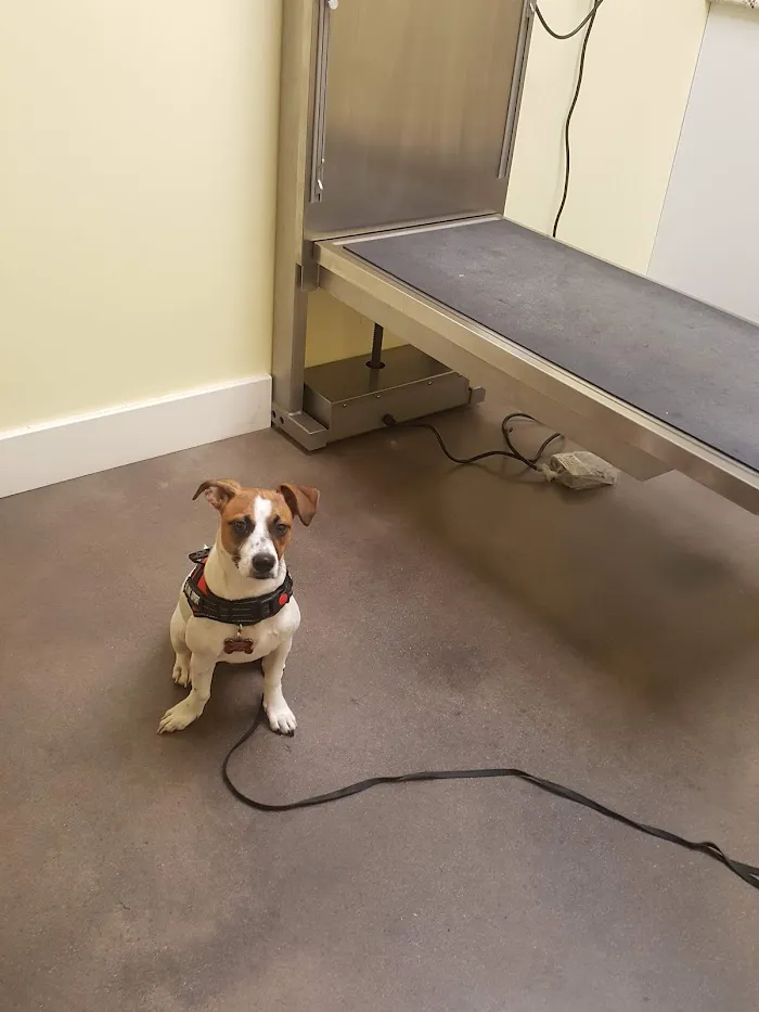 Community Animal Hospitals 12