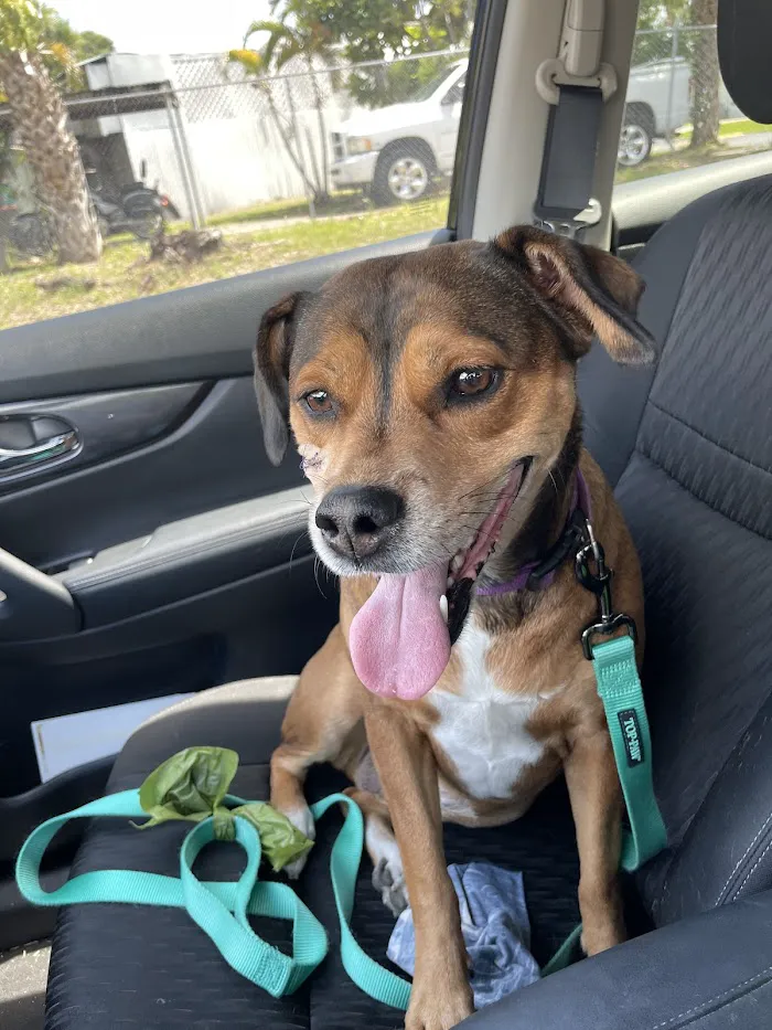 Community Animal Hospitals 12
