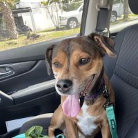 Community Animal Hospitals ico