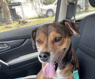 Community Animal Hospitals
