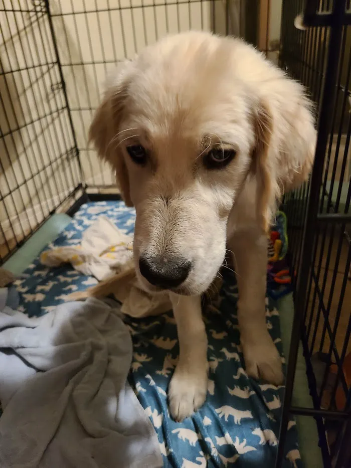 Community Animal Hospitals 12
