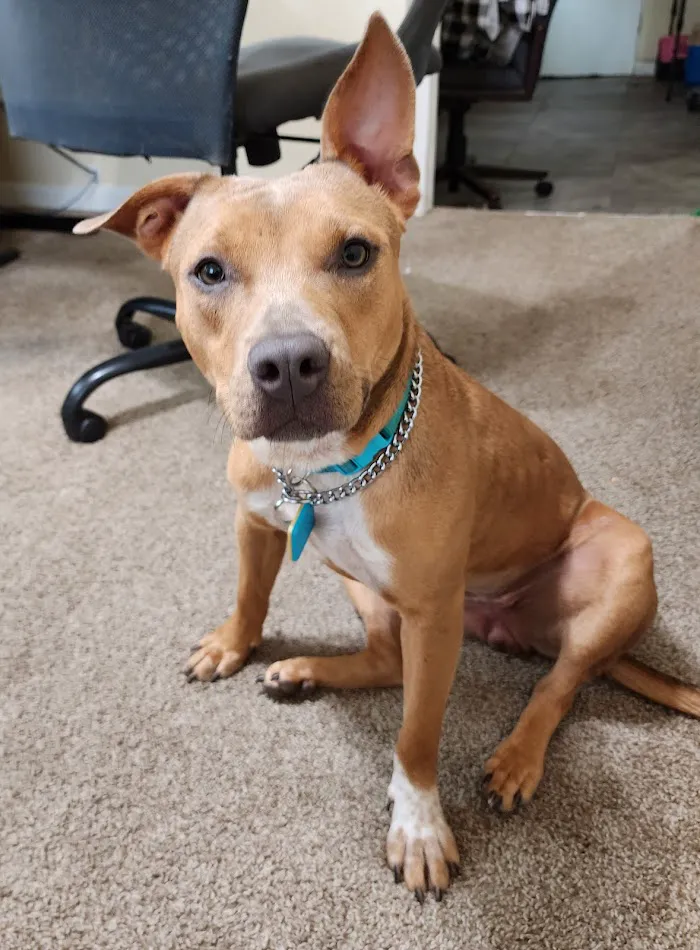 Community Animal Hospitals 12