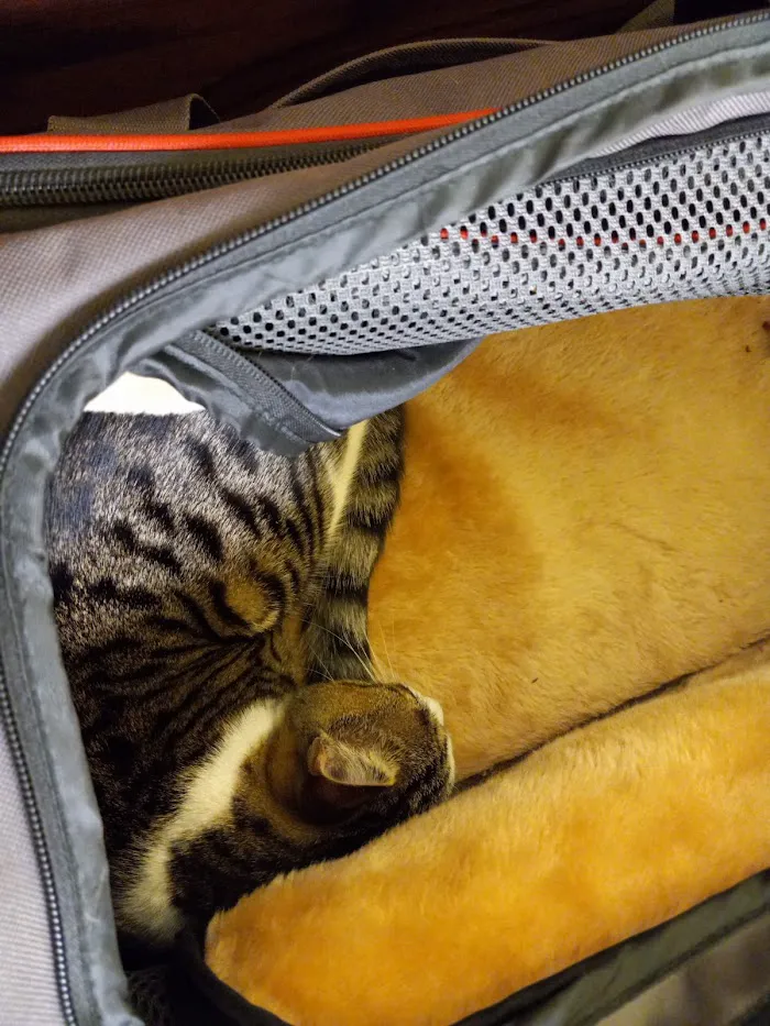 Community Animal Hospitals 12