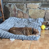Tyrone Veterinary Hospital ico