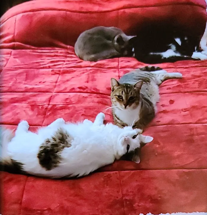 Tyrone Veterinary Hospital 12