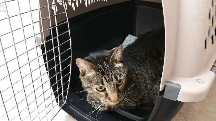 Pinellas Animal Hospital 12