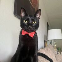 Pinellas Animal Hospital ico
