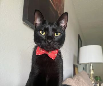 Pinellas Animal Hospital