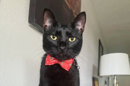 Pinellas Animal Hospital