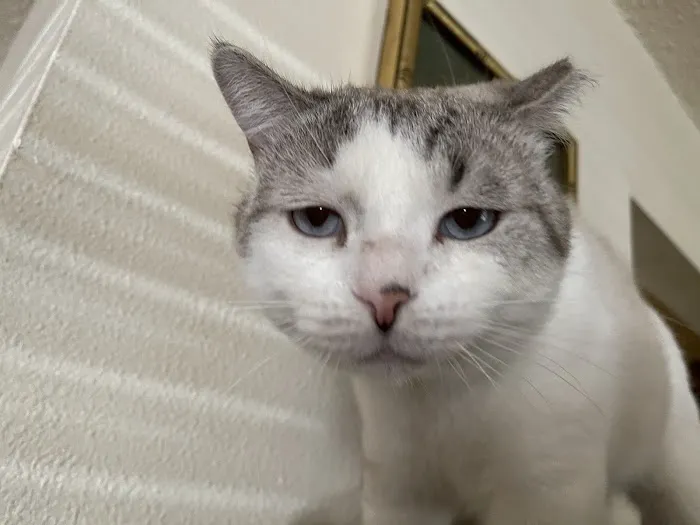 Pinellas Animal Hospital 12