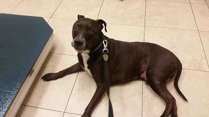 Pinellas Animal Hospital 12