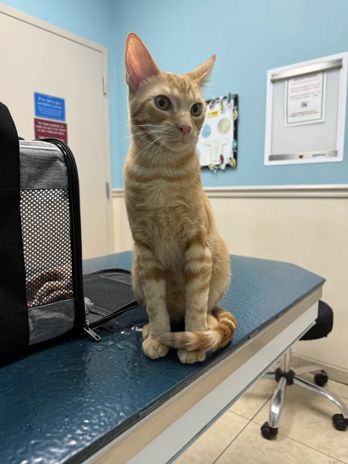 Pinellas Animal Hospital 12