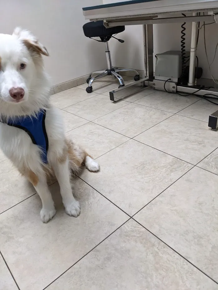Pinellas Animal Hospital 12