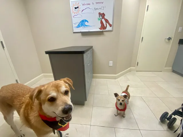 Bayview Animal Hospital 3