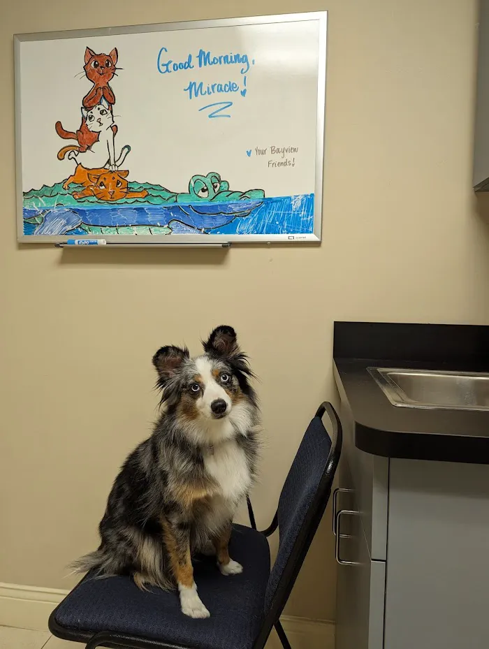 Bayview Animal Hospital 7