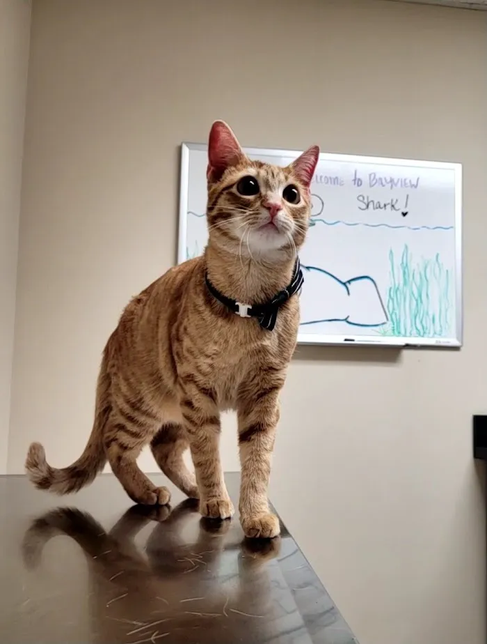 Bayview Animal Hospital 4