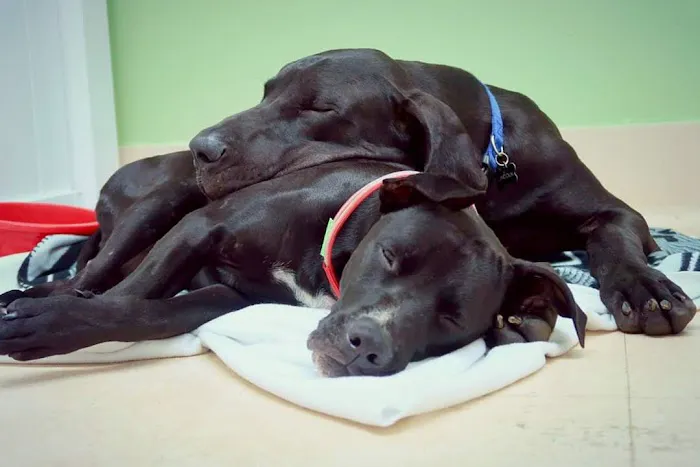 Gateway Animal Hospital 12