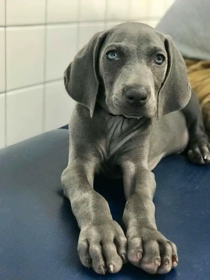 Gateway Animal Hospital 12