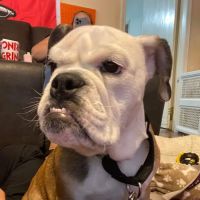 Serenity Veterinary Hospital ico