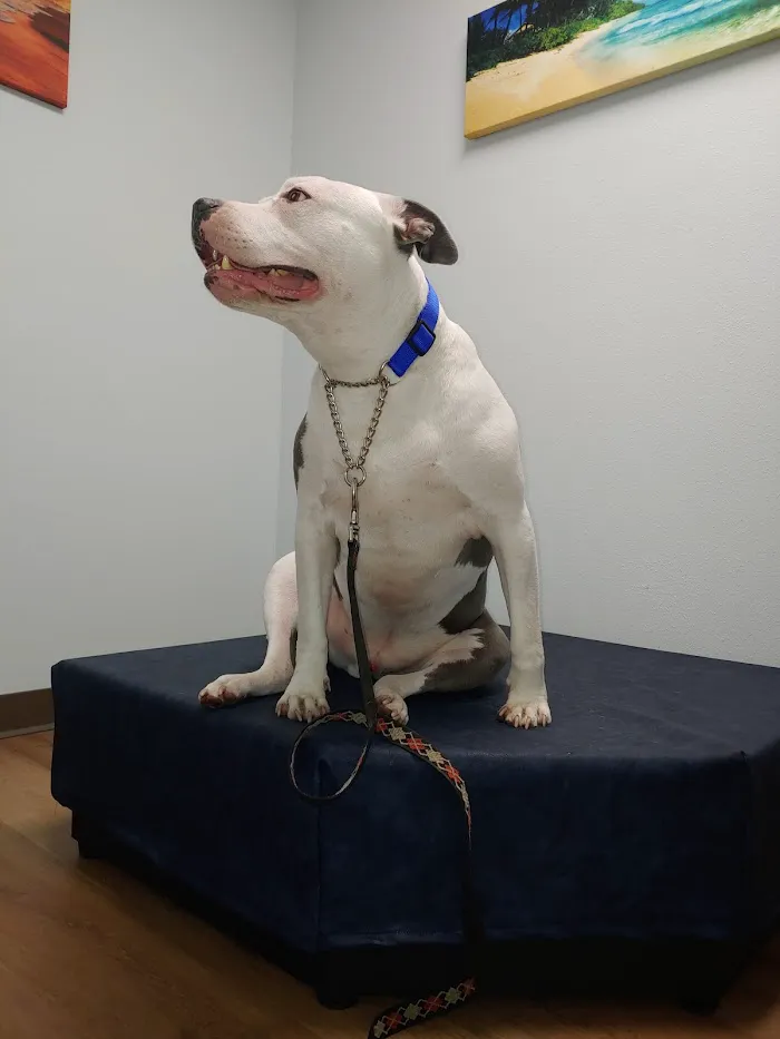Serenity Veterinary Hospital 12