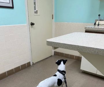 Live Oak Veterinary Hospital