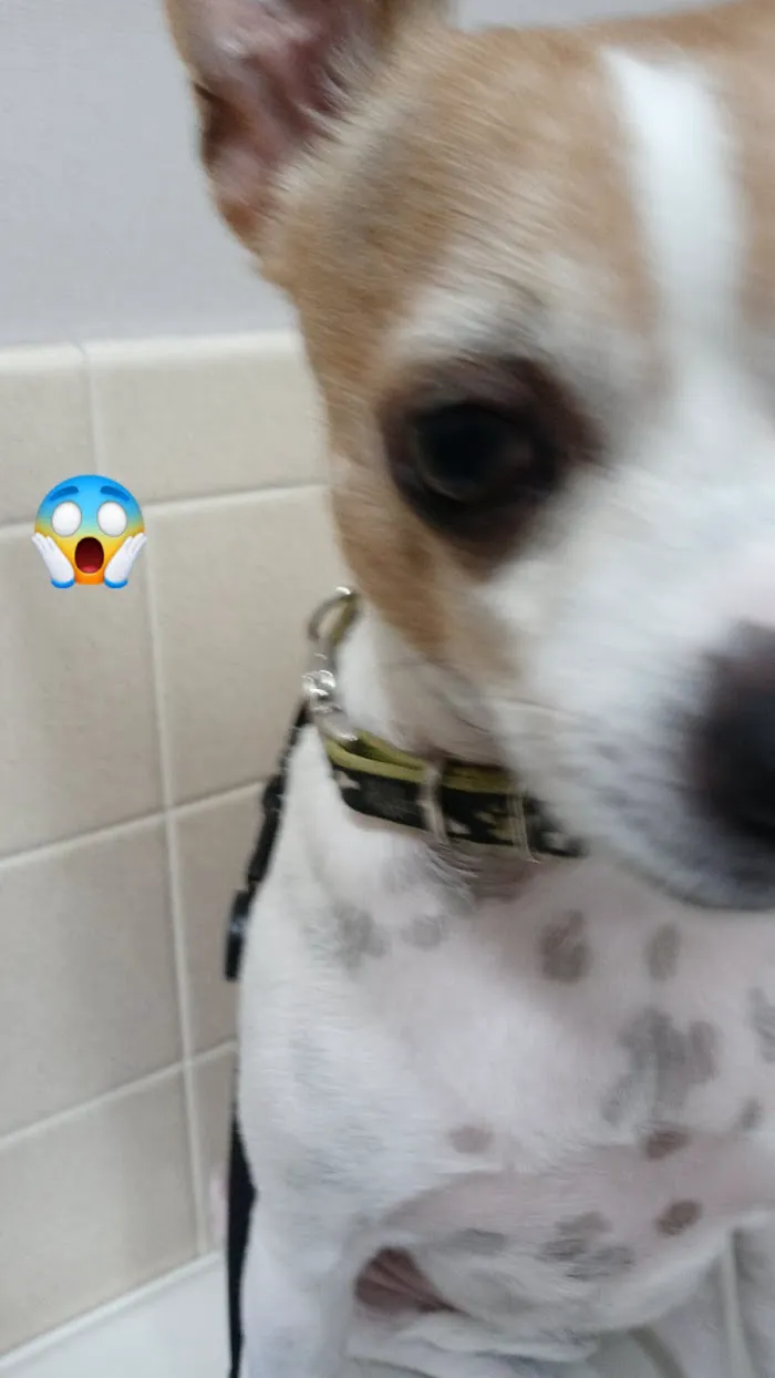 Live Oak Veterinary Hospital 12