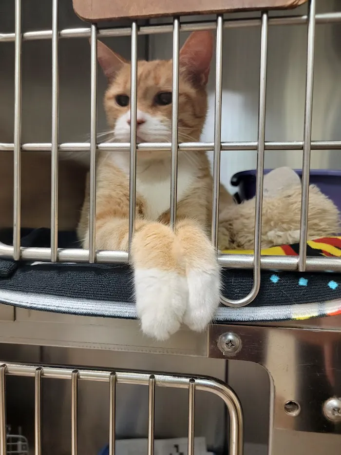 Northwest Veterinary Clinic 4