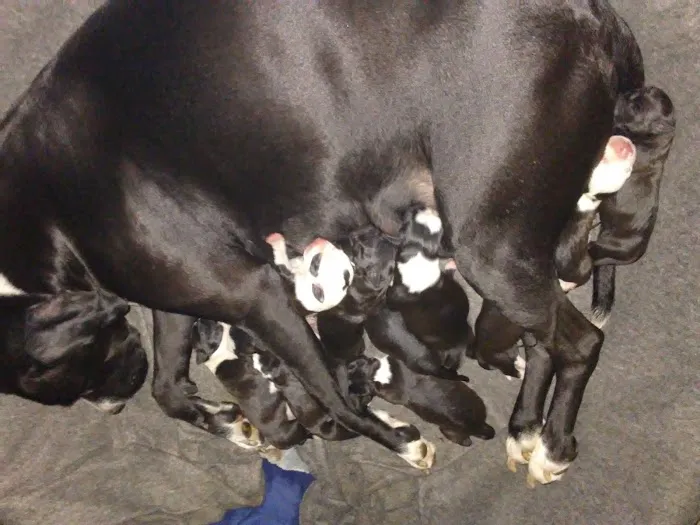 Animal Medical Hospital: Clark Gary R DVM 12