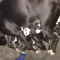 Animal Medical Hospital: Clark Gary R DVM ico