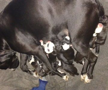Animal Medical Hospital: Clark Gary R DVM