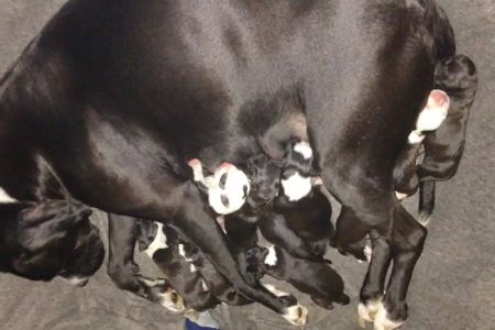 Animal Medical Hospital: Clark Gary R DVM