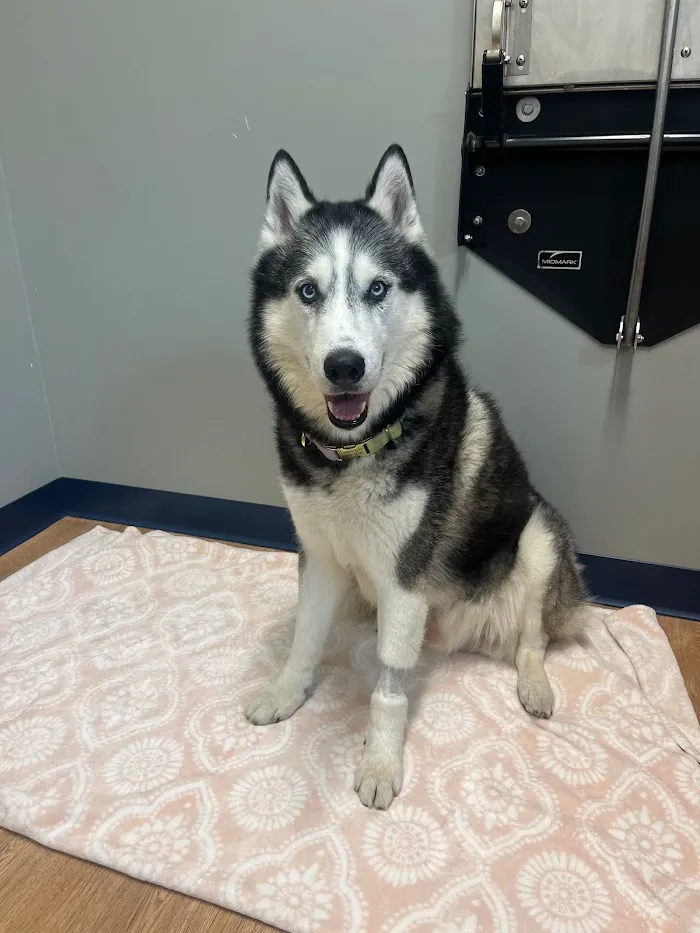 EDGE Animal Hospital 12