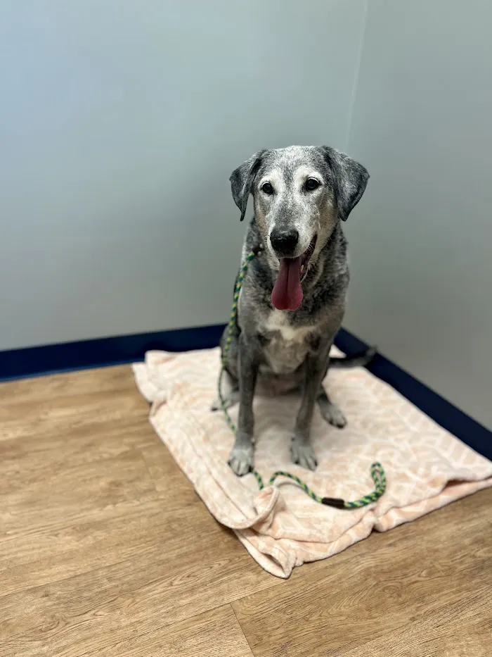 EDGE Animal Hospital 12