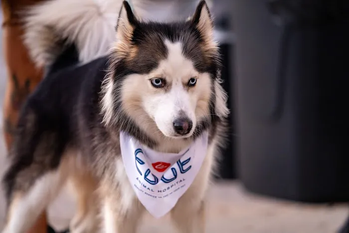 EDGE Animal Hospital 12