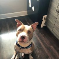 Haines Road Animal Hospital ico