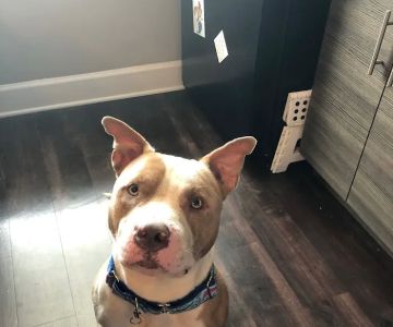 Haines Road Animal Hospital