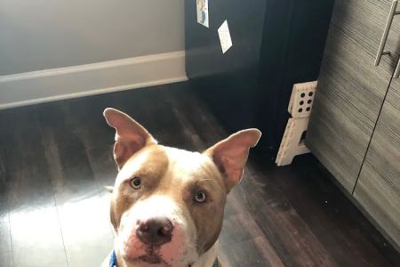 Haines Road Animal Hospital