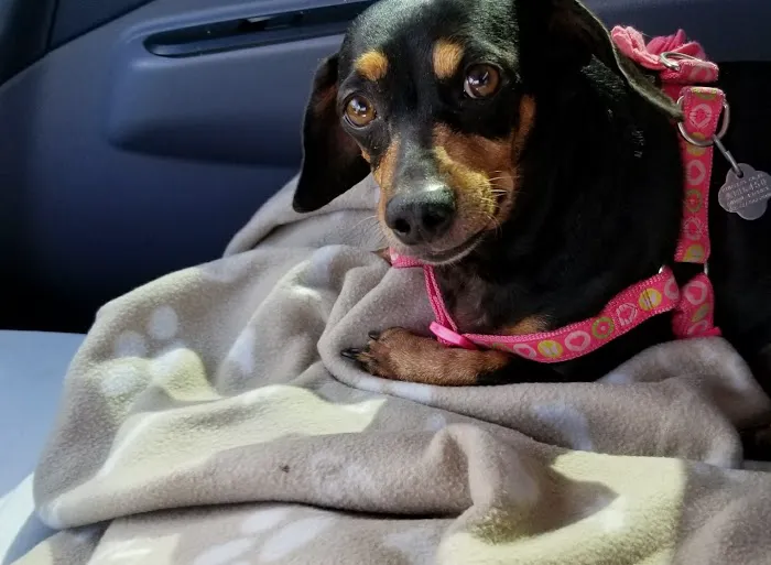 Haines Road Animal Hospital 12