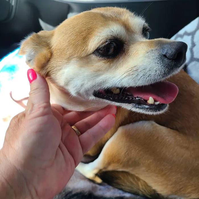 Haines Road Animal Hospital 12
