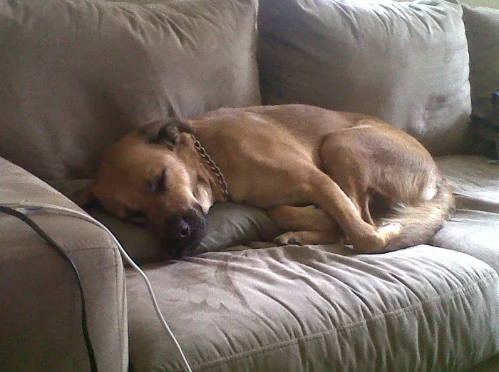 Haines Road Animal Hospital 12