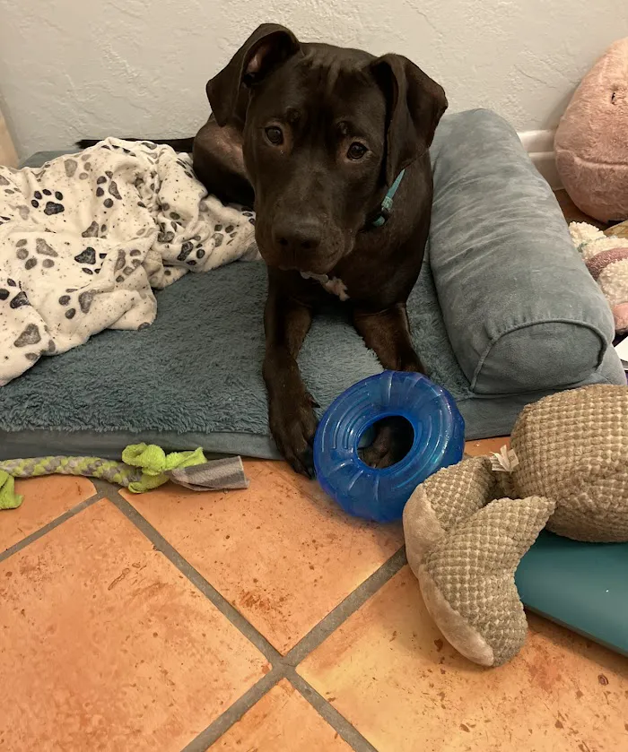 Haines Road Animal Hospital 12