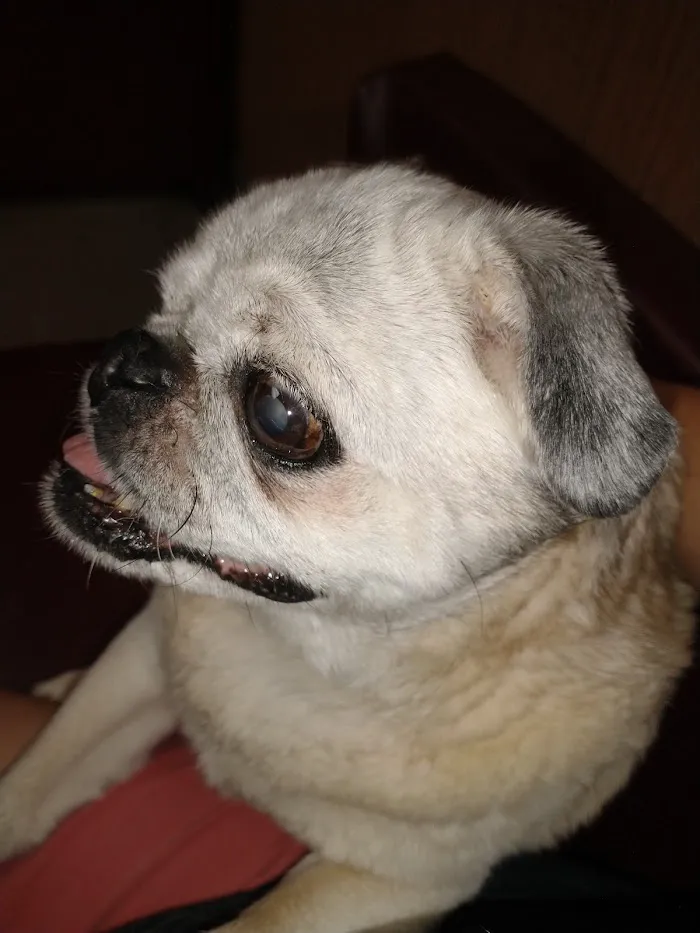 Haines Road Animal Hospital 12