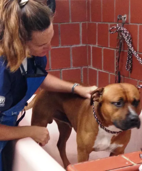 Central Animal Hospital 12